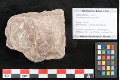 Foto (Objekt + Etikett) von Salvinia reussii Ettingshausen (NHMW-GEO-2024-0188-6400)